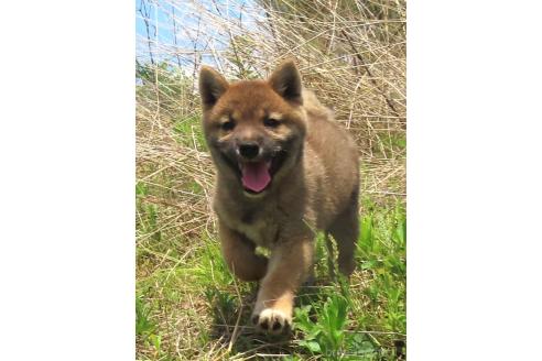 販売中の栃木県の柴犬-396202の4枚目